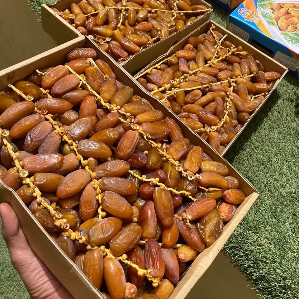 دقلة نور الليبة 🔥